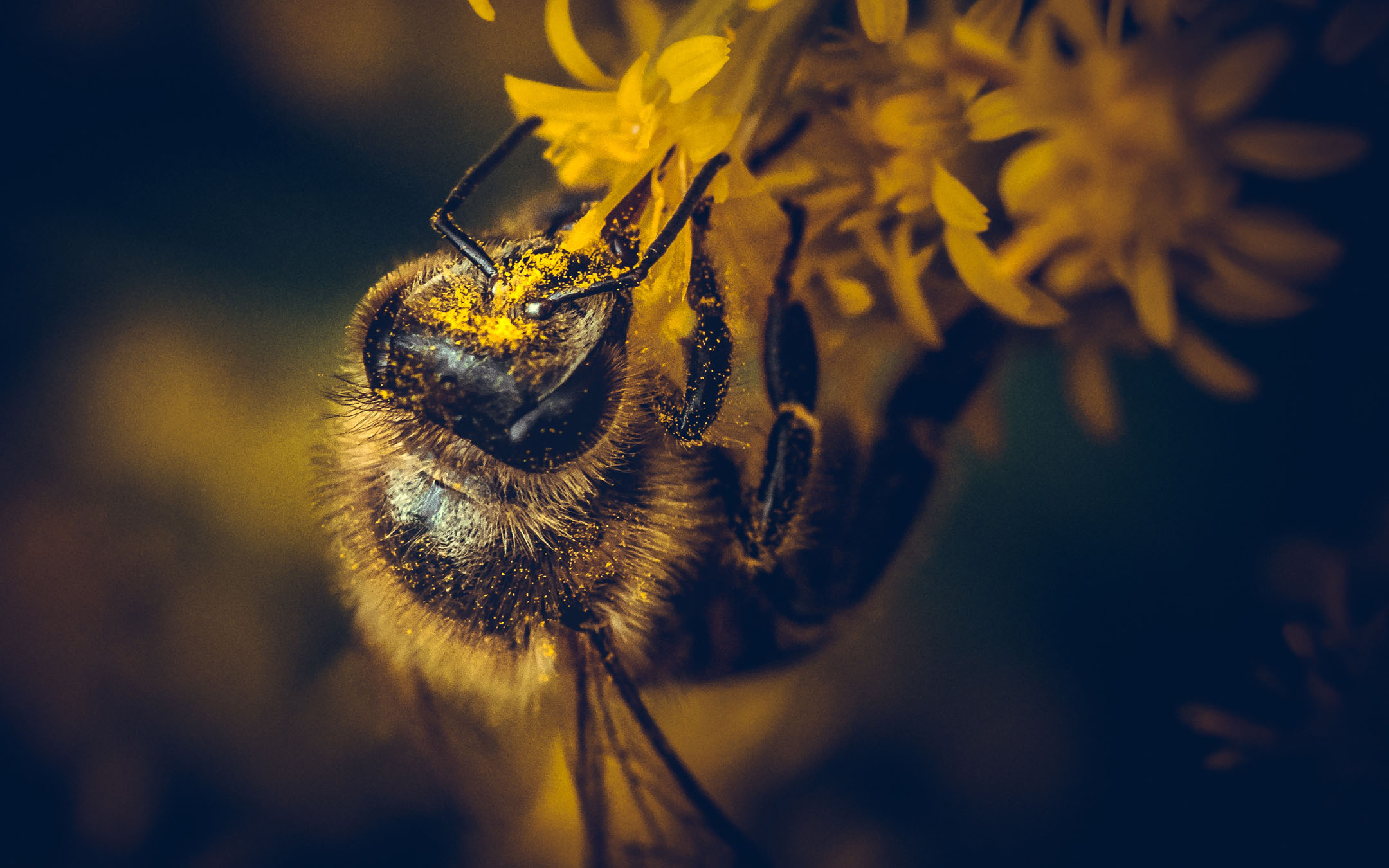 Une abeille qui butine, travailleuse concrète.